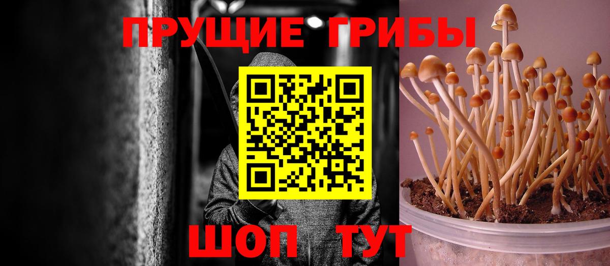 Галлюциногенные грибы MAGIC MUSHROOMS  Вход с VPN  Братск  Галлюциногенные грибы Psilocybine cubensis 